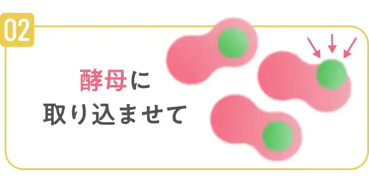 酵母に取り込ませて